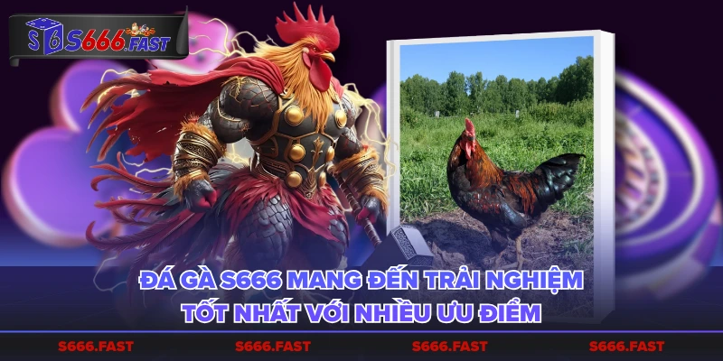 Đá Gà S666 mang đến trải nghiệm tốt nhất với nhiều ưu điểm
